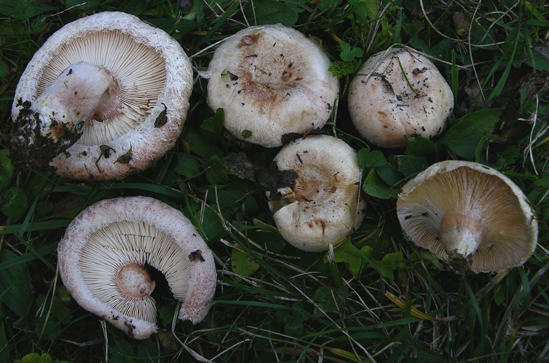 Lactarius da determinare (Cfr. L. pubescens)